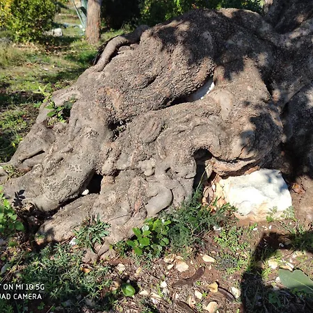 Semesterbostad Il Carrubo