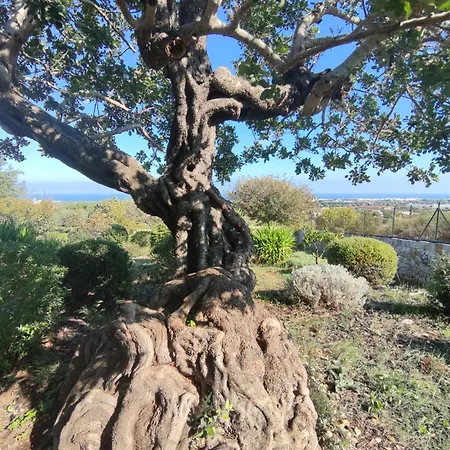 Il Carrubo Semesterbostad